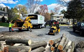 Best Tree and Shrub Care  in USA